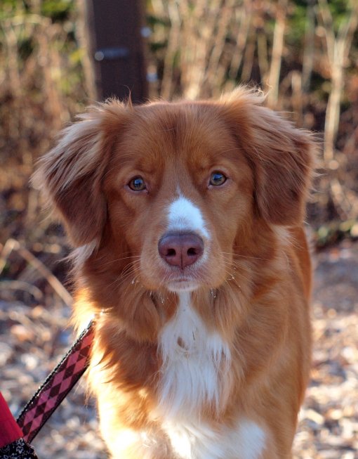 toller for sale
