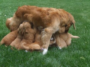 Buying A Toller Puppy 1