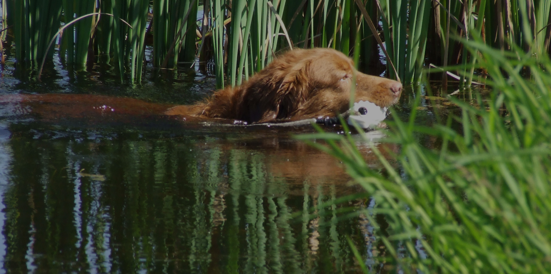 Good Hunting Dogs - Nova Scotia Duck Tolling Retriever Club of Canada - Nova Scotia Toller
